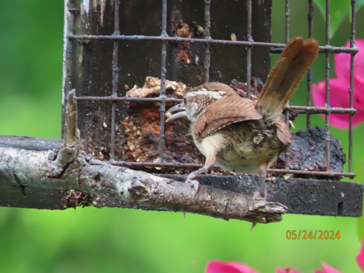 Carolina Wren - Susan Leake