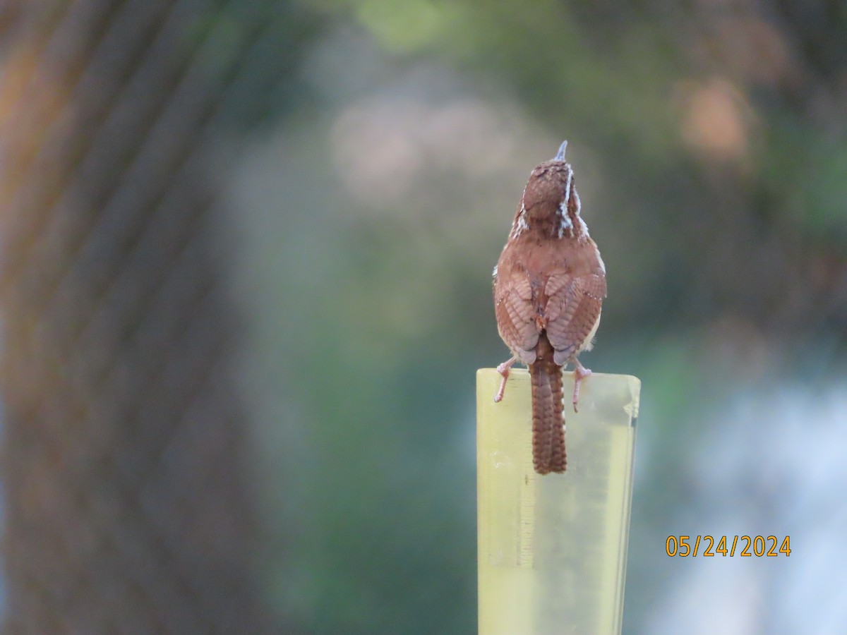 Carolina Wren - Susan Leake