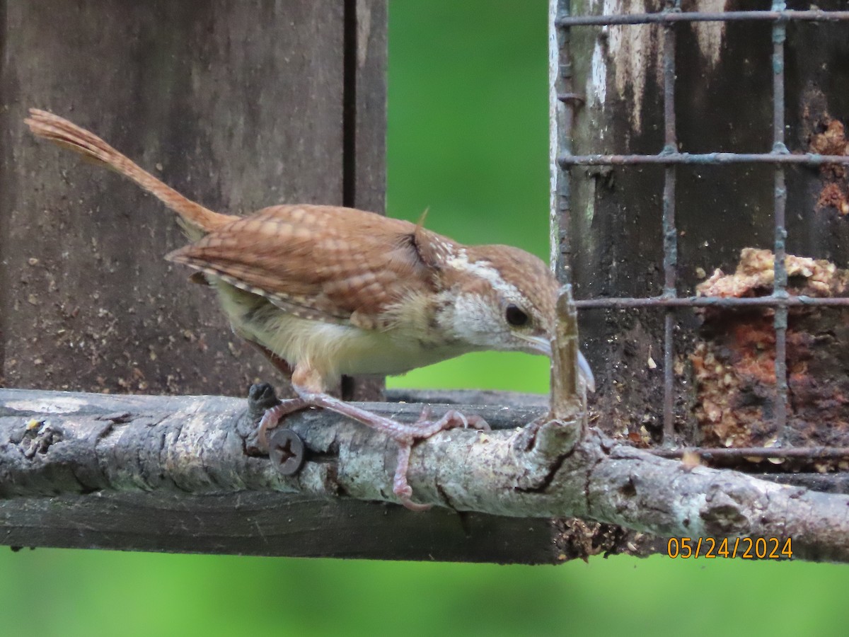 Carolina Wren - Susan Leake