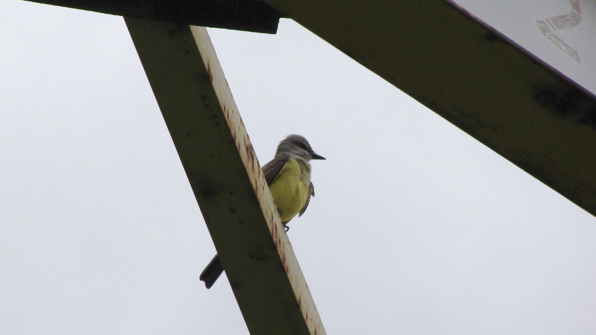 Western Kingbird - ML619548136