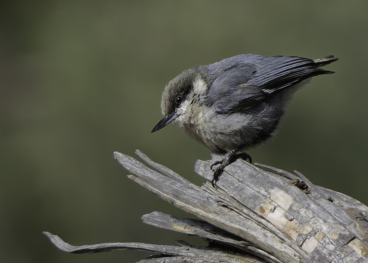 Pygmy Nuthatch - Barry McKenzie