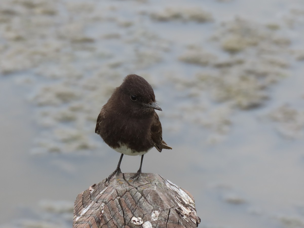 Black Phoebe - Edana Salisbury