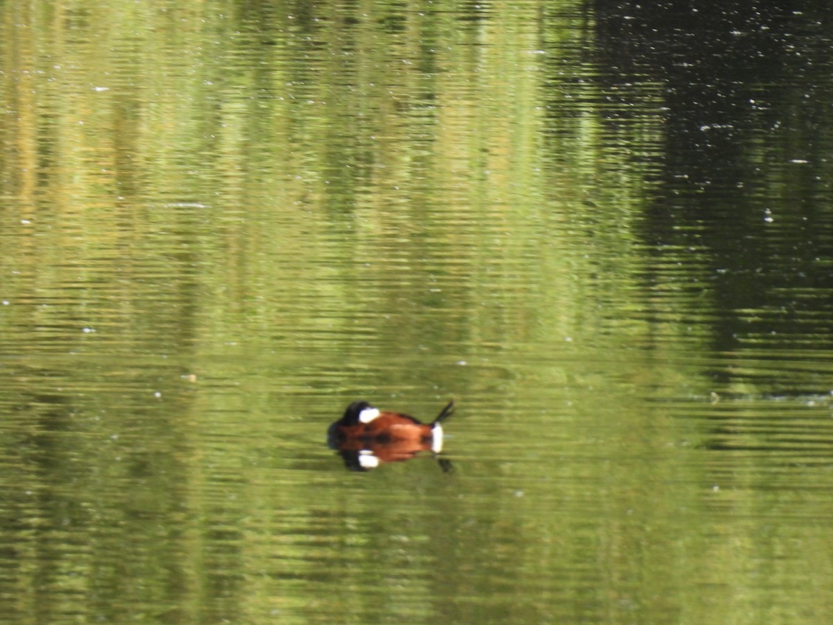 Ruddy Duck - Beth Whittam