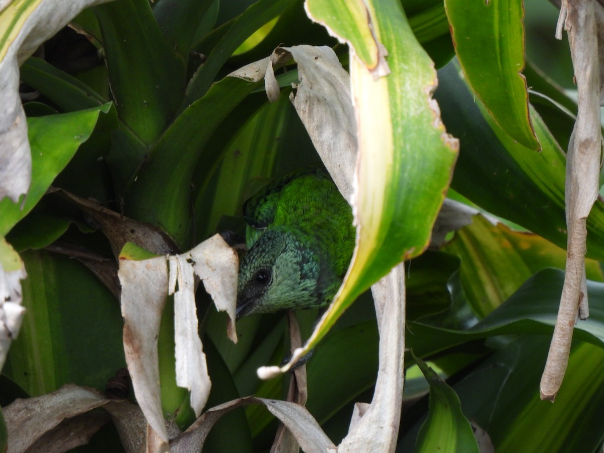 Black-capped Tanager - Wilson Ortega