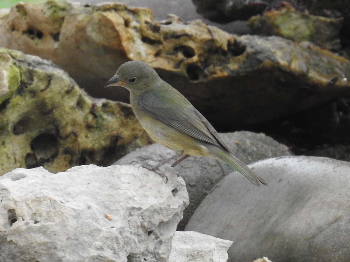 Painted Bunting - Wendi Leonard