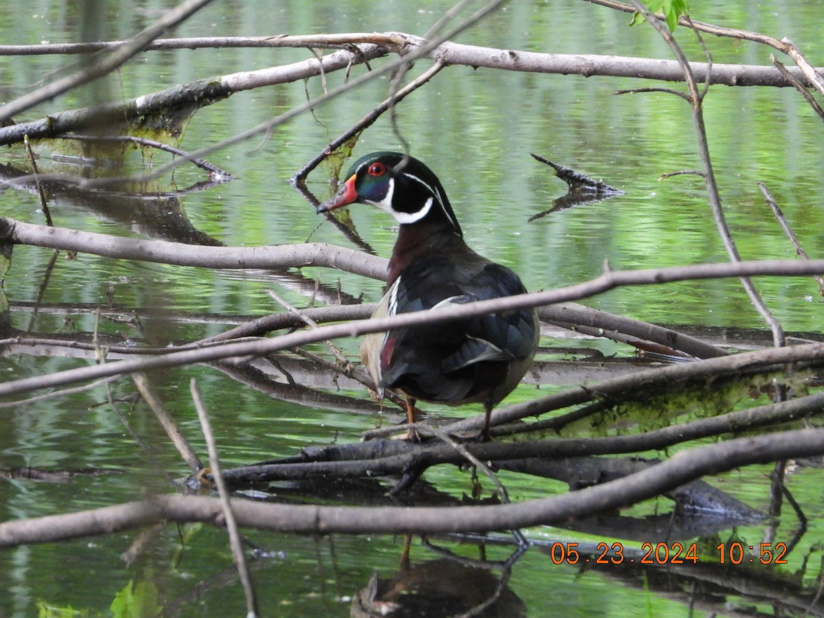 Wood Duck - Richard DeMartino