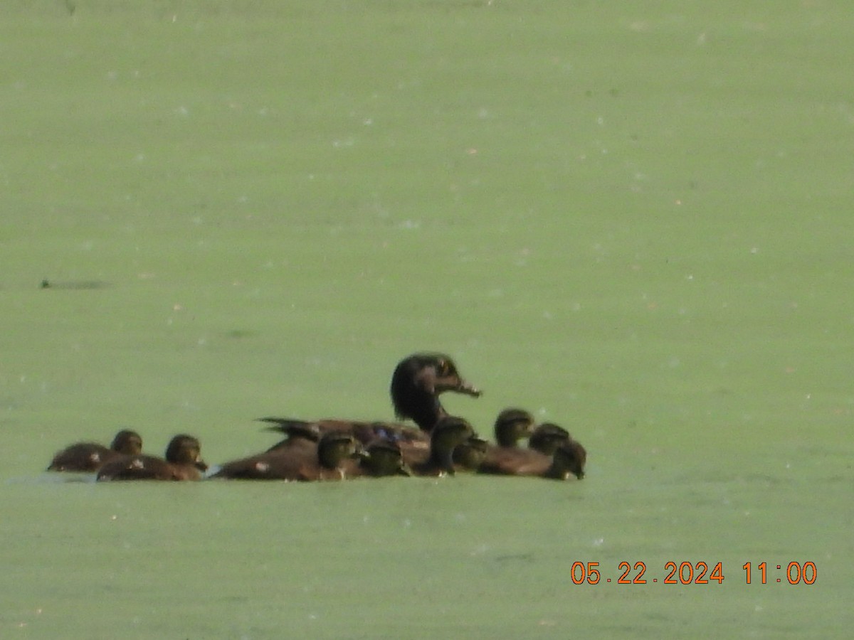 Wood Duck - ML619548154