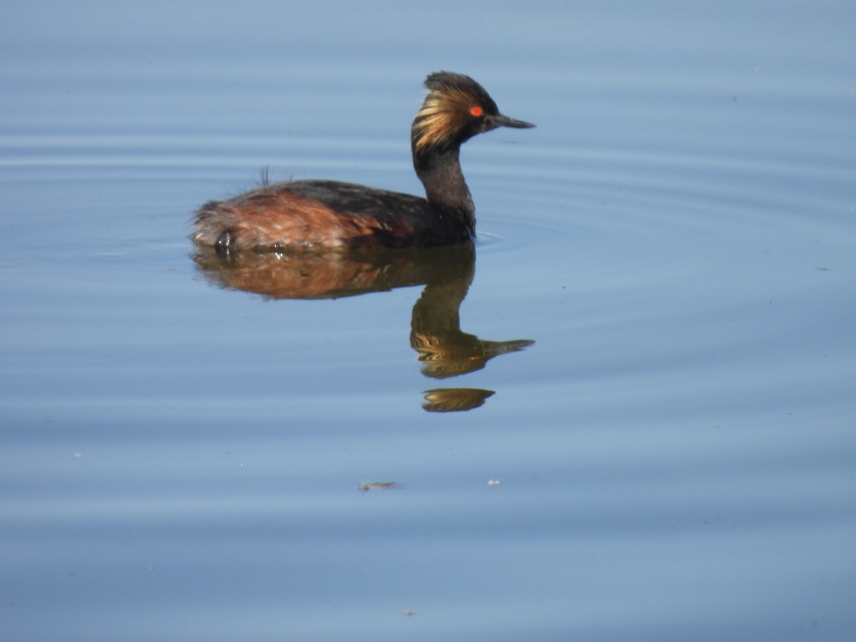 Eared Grebe - Beth Whittam