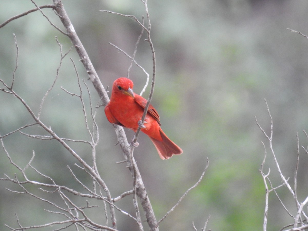 Summer Tanager - Wendi Leonard