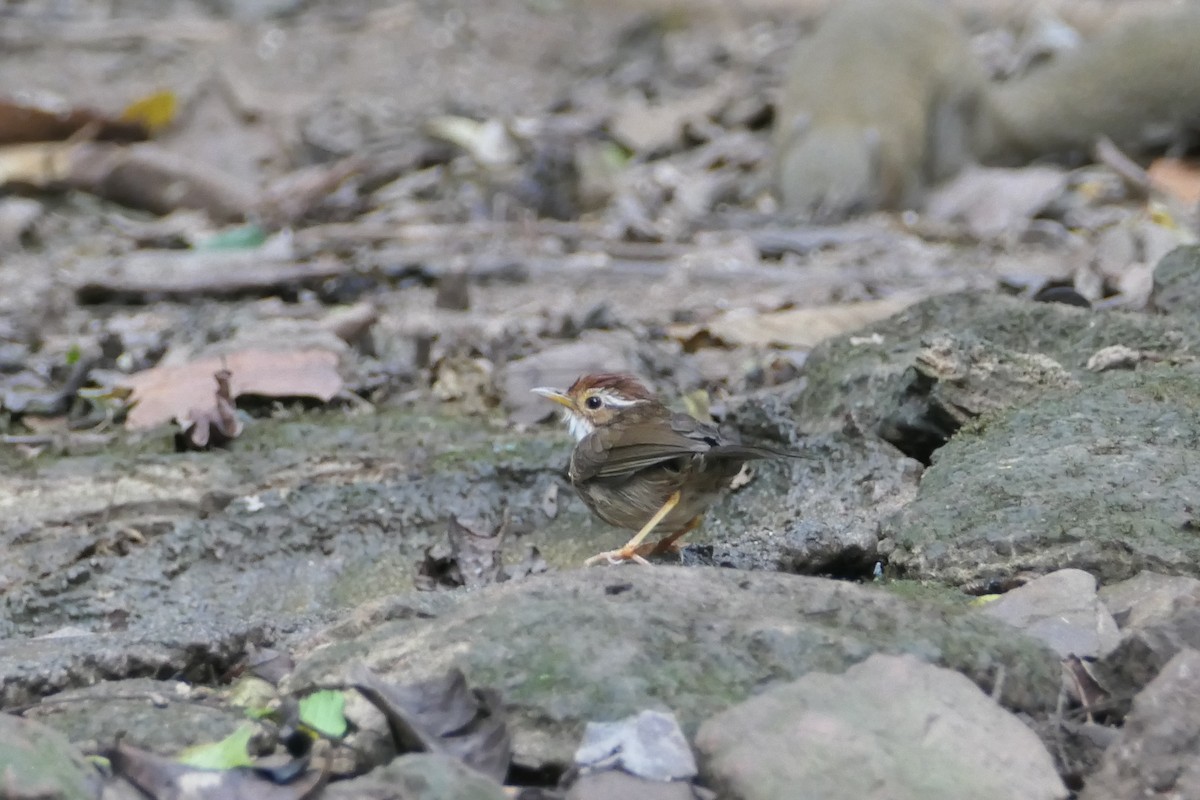 Puff-throated Babbler - Nancy Houlihan