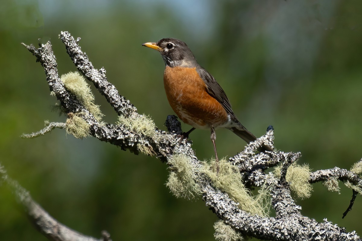 American Robin - Mitch (Michel) Doucet