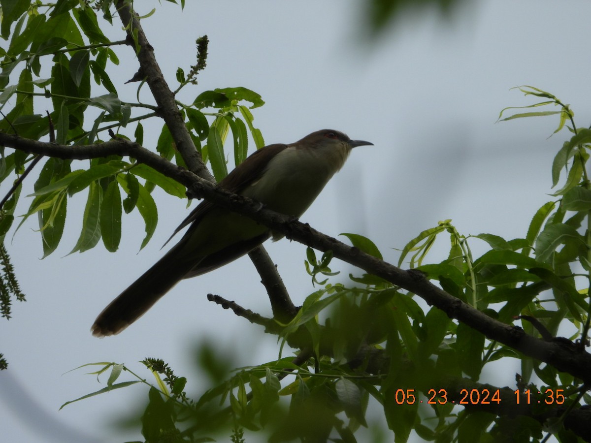 Black-billed Cuckoo - ML619548164