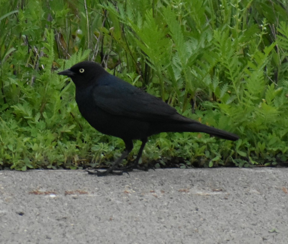 Brewer's Blackbird - Deb Muzzy