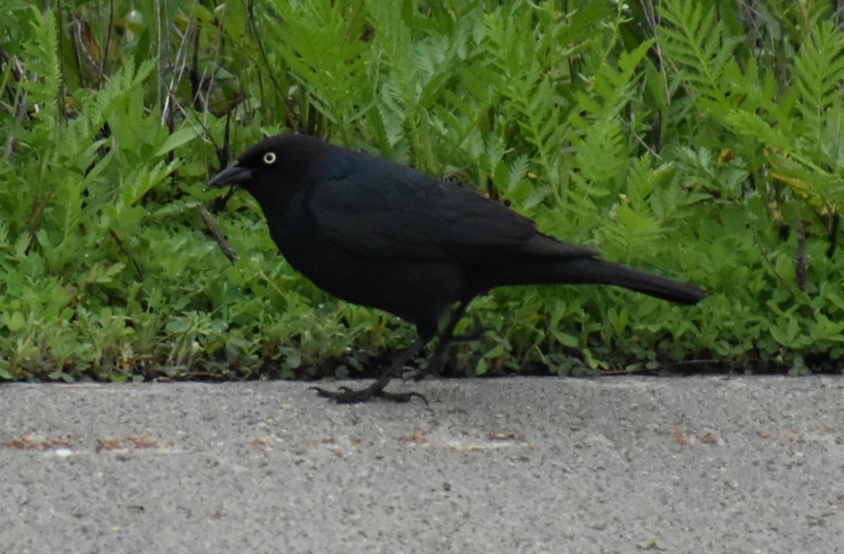 Brewer's Blackbird - Deb Muzzy