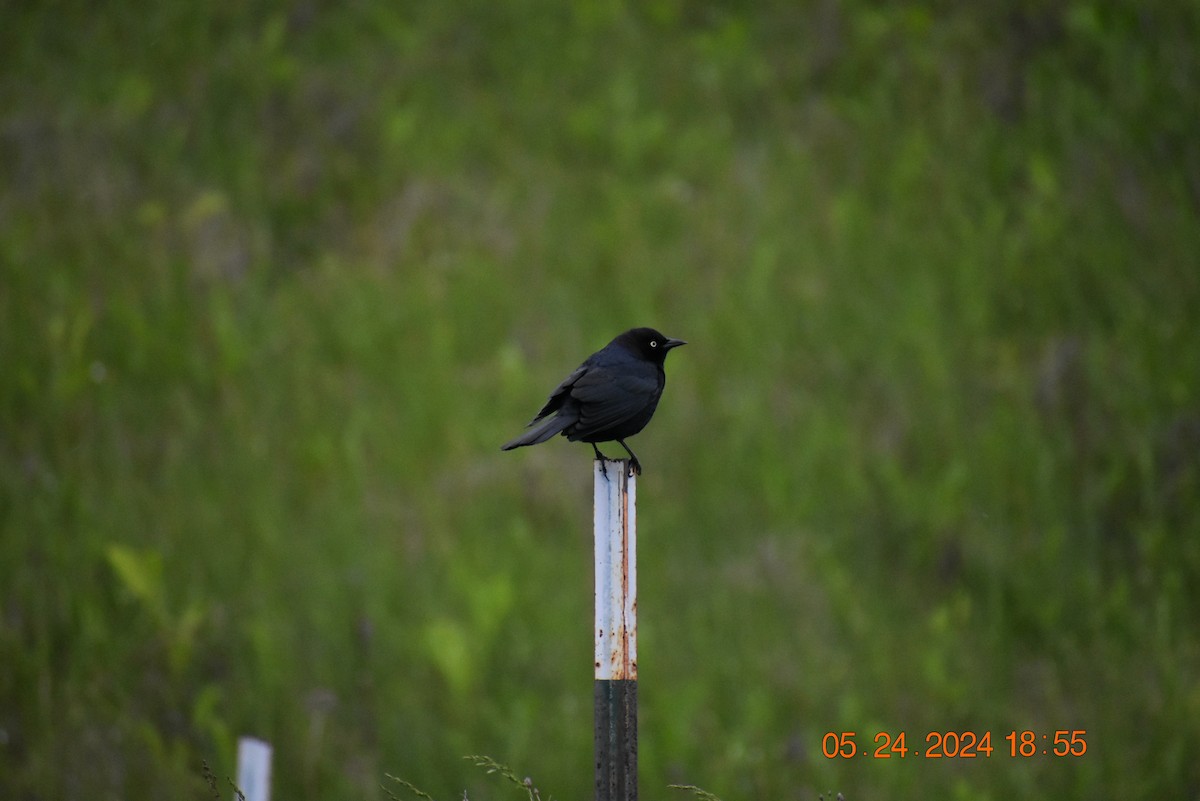 Brewer's Blackbird - Deb Muzzy