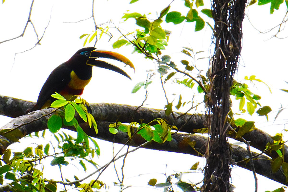 Chestnut-eared Aracari - Ricardo Gómez Samaniego