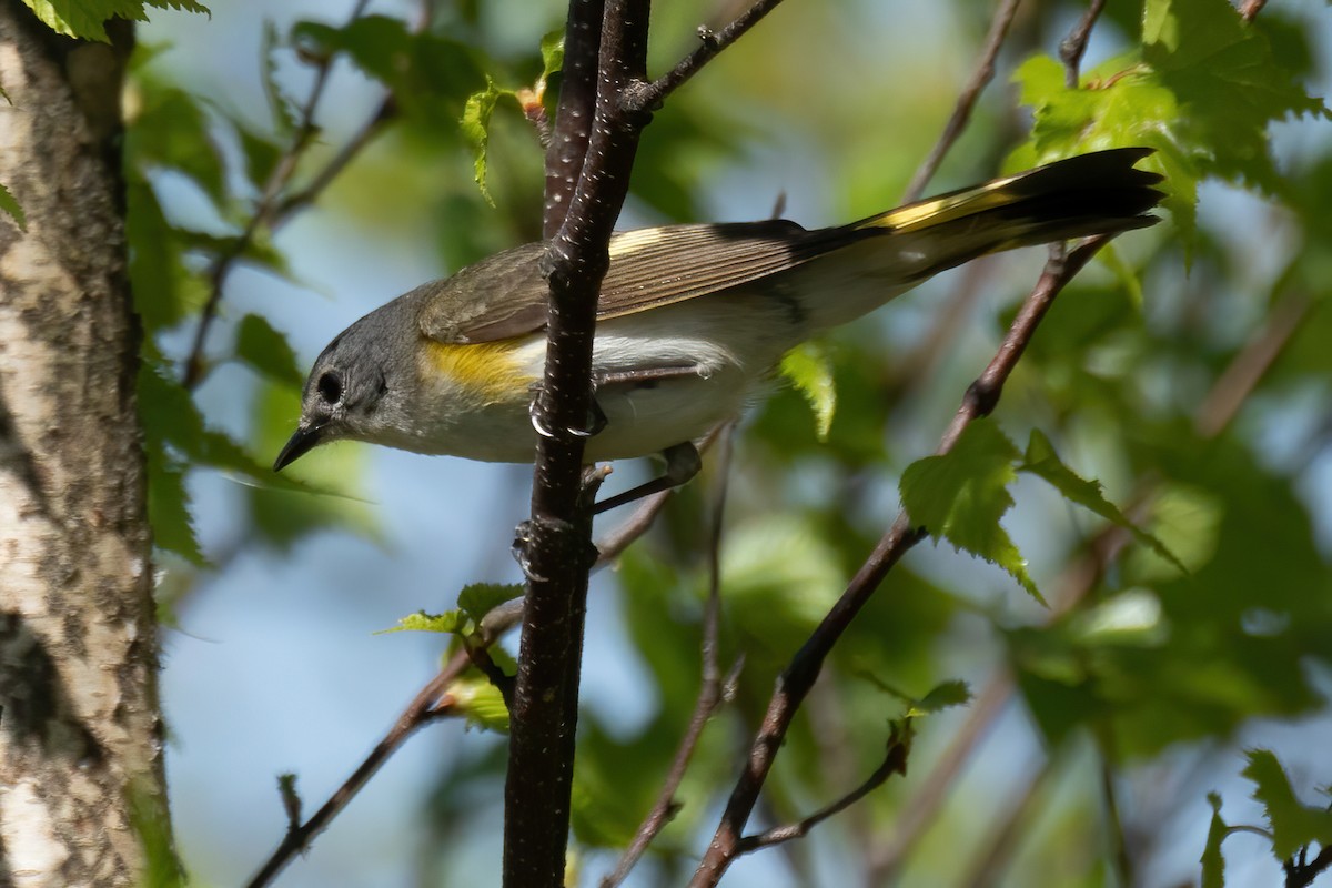 American Redstart - Mitch (Michel) Doucet