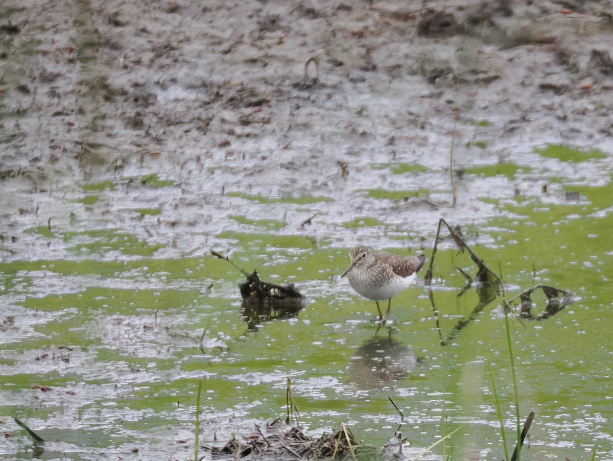 Solitary Sandpiper - ML619548174