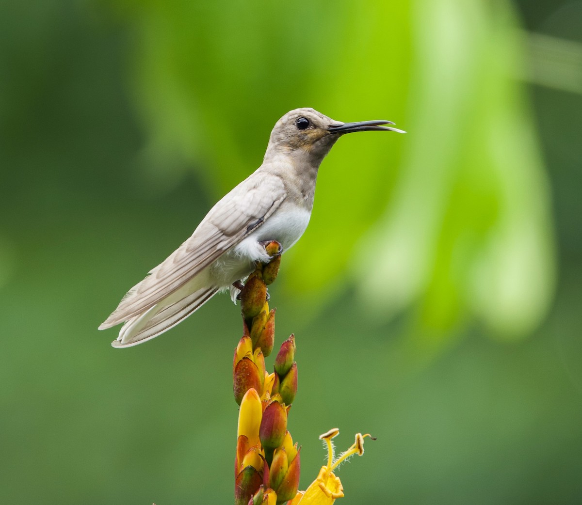 White-necked Jacobin - Galo Real