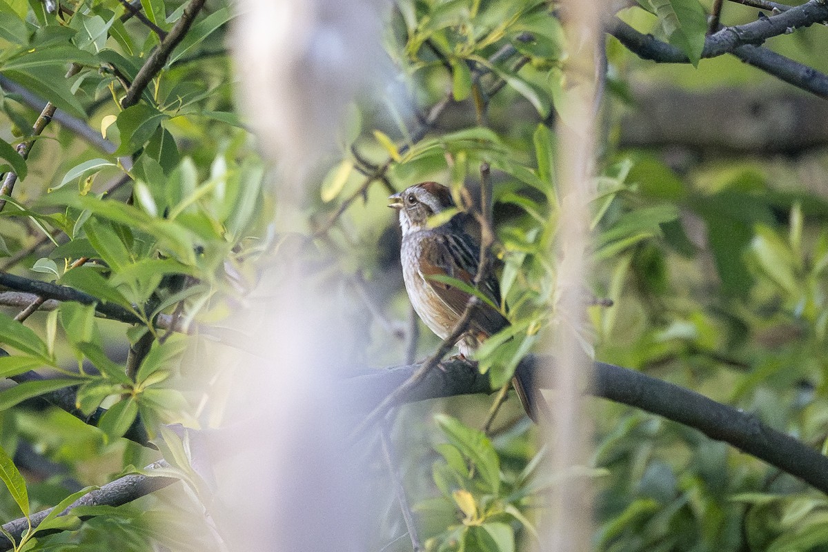 Swamp Sparrow - Joel Bookhammer