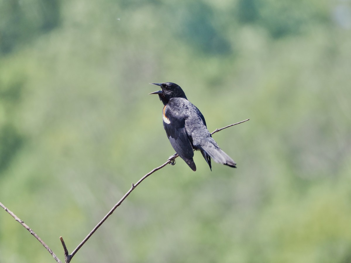 Red-winged Blackbird - Thomas Boe