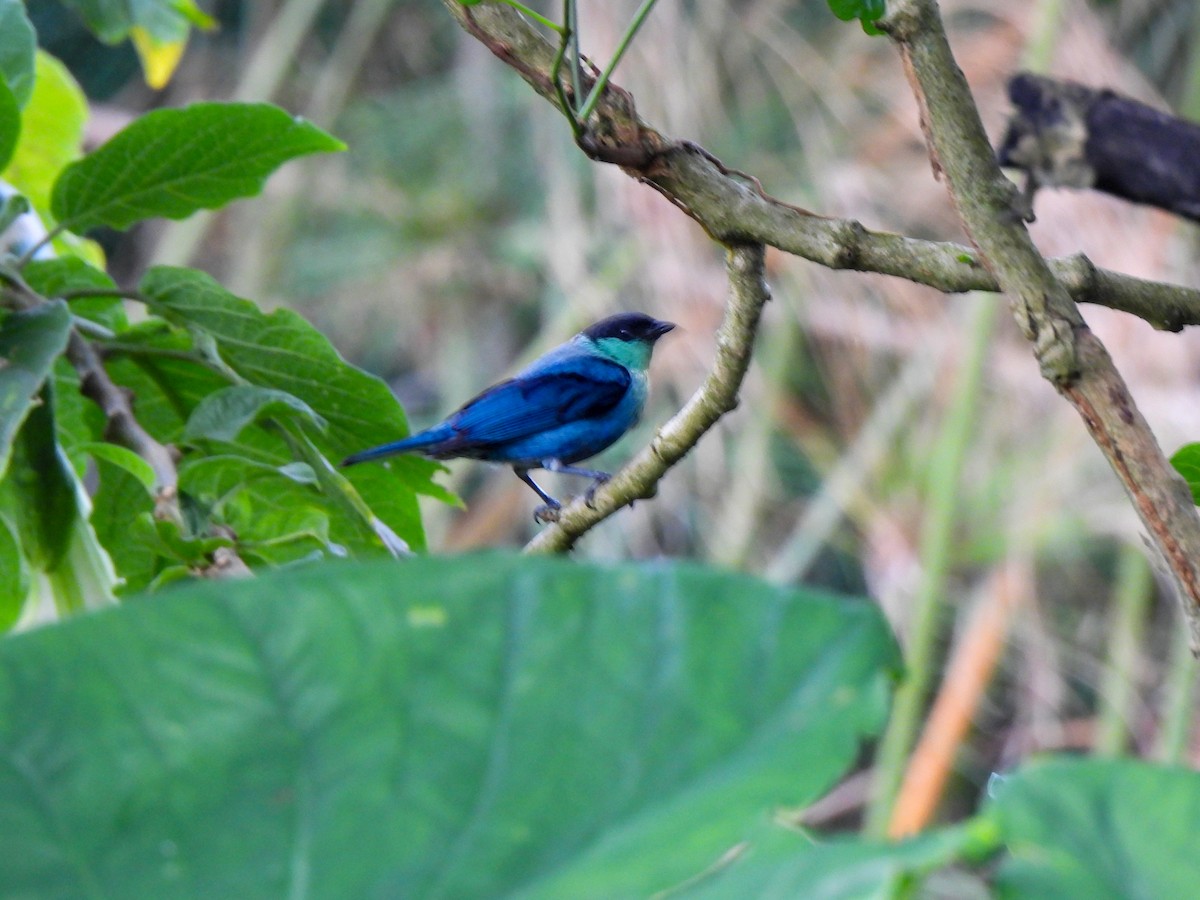 Black-capped Tanager - Wilson Ortega