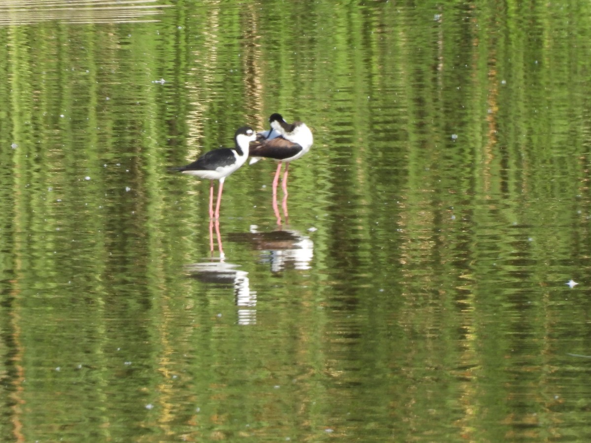 Black-necked Stilt - Beth Whittam