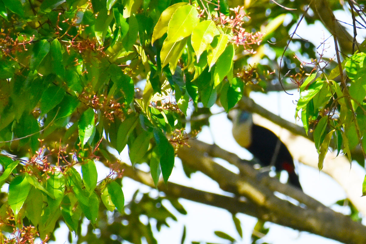 White-throated Toucan - ML619548187