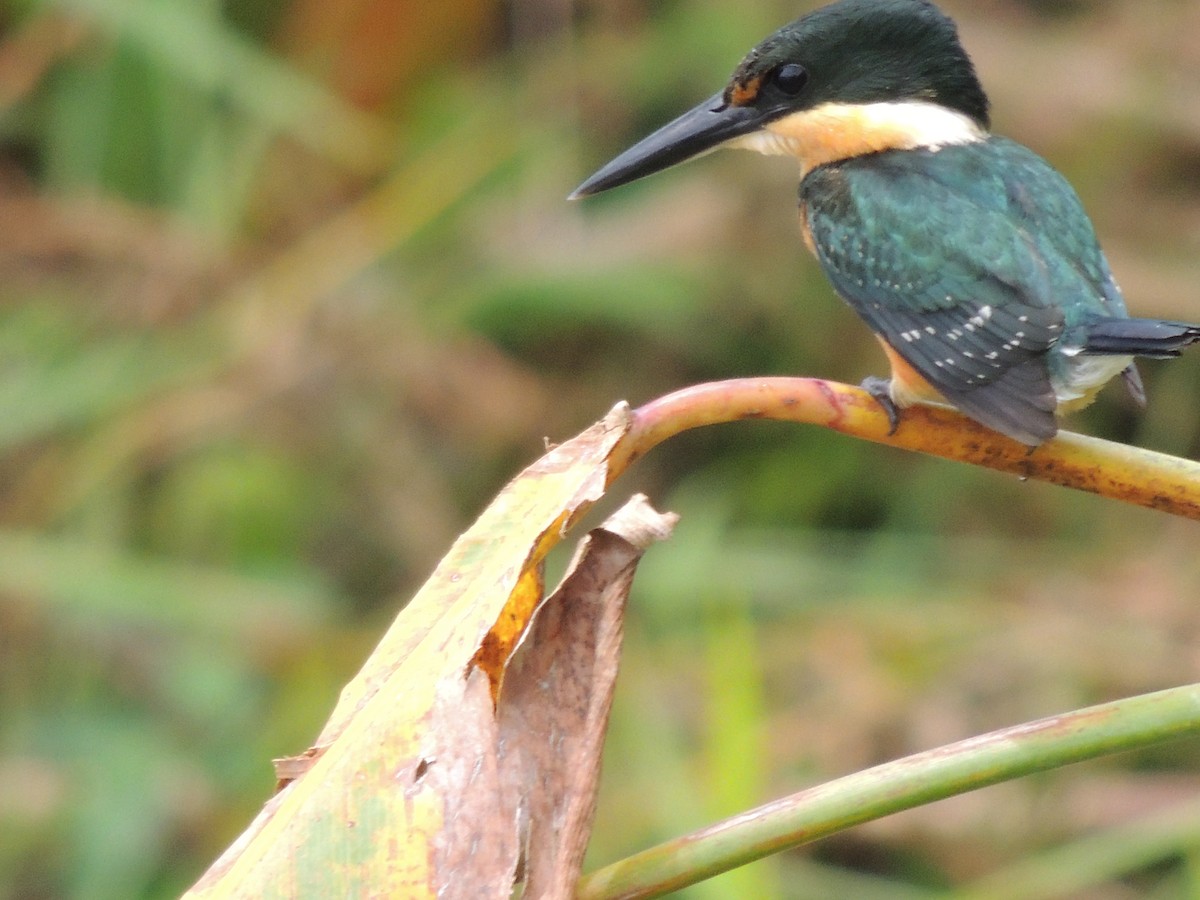 American Pygmy Kingfisher - Roger Lambert