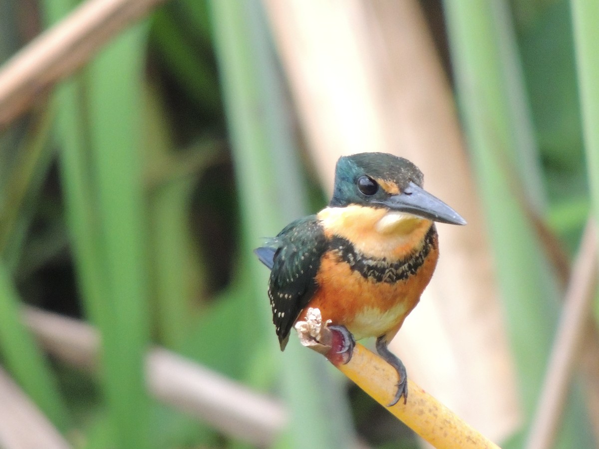 American Pygmy Kingfisher - Roger Lambert