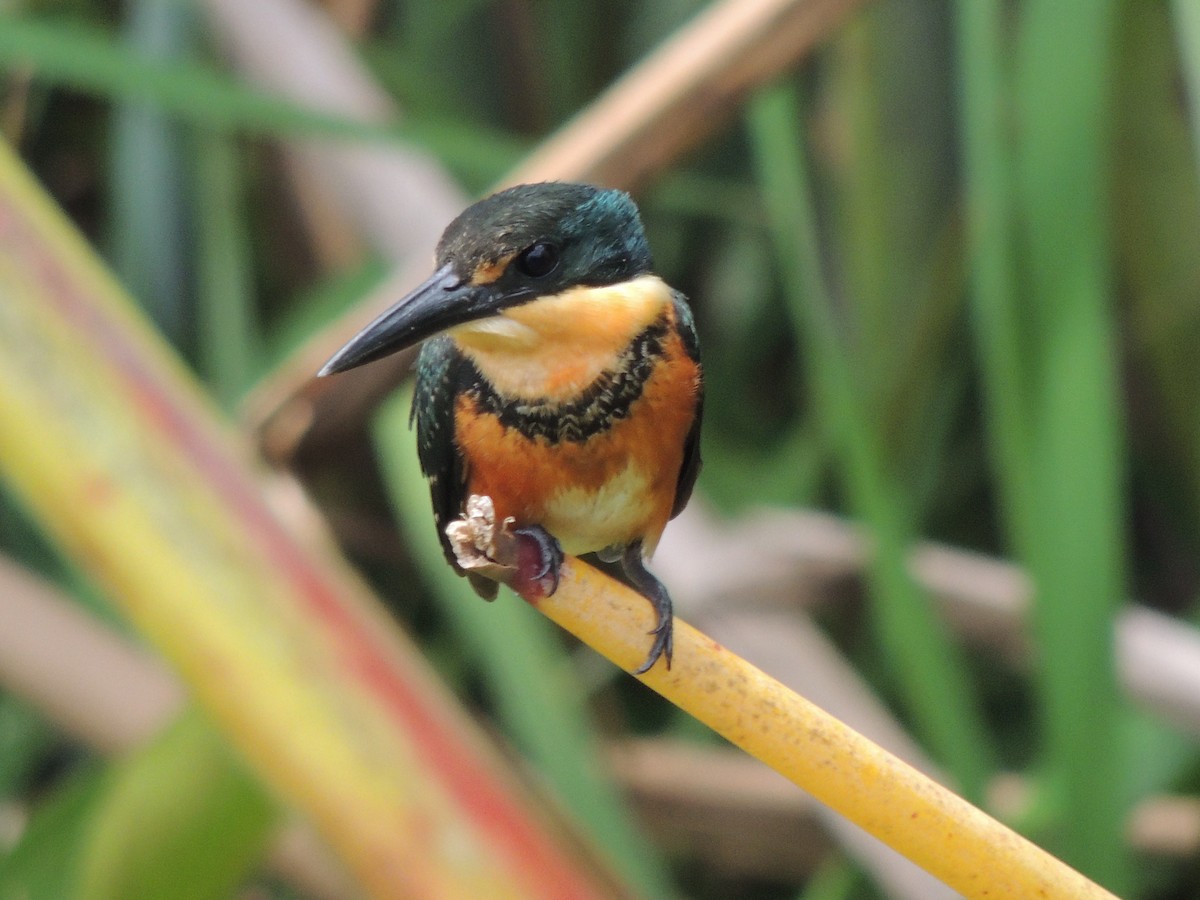 American Pygmy Kingfisher - Roger Lambert