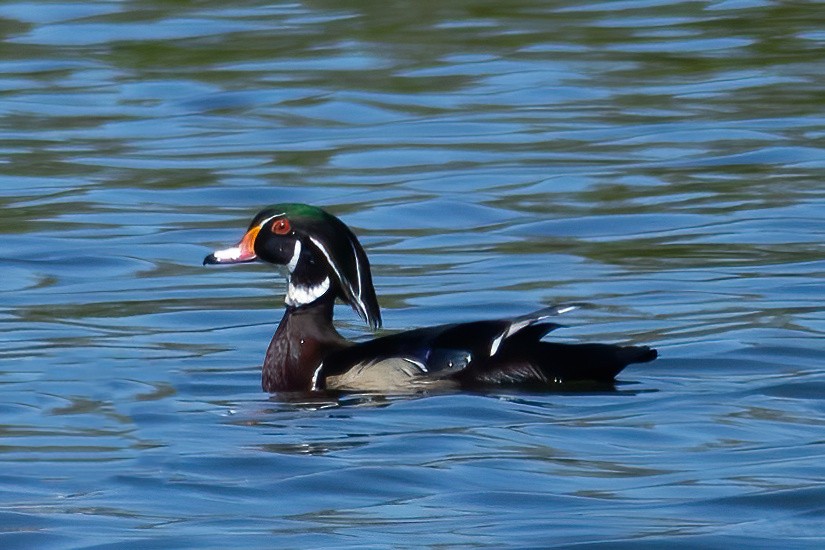 Wood Duck - Mitch (Michel) Doucet