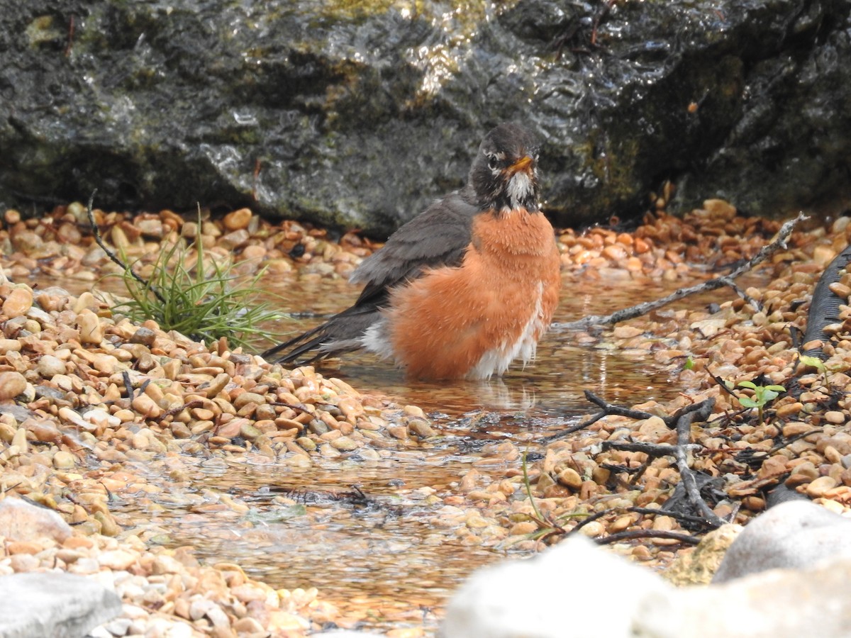 American Robin - Wendi Leonard