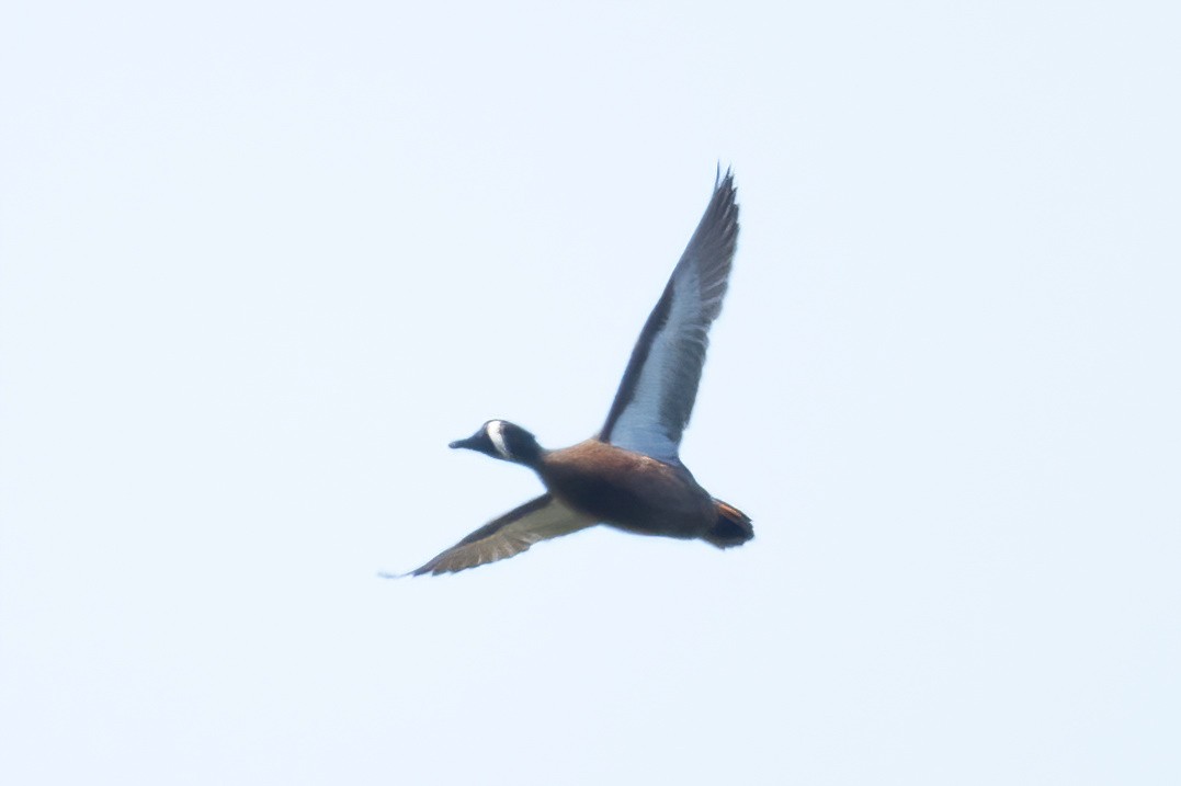 Blue-winged Teal - Mitch (Michel) Doucet