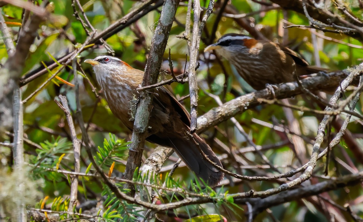 Streak-breasted Scimitar-Babbler - ML619548195