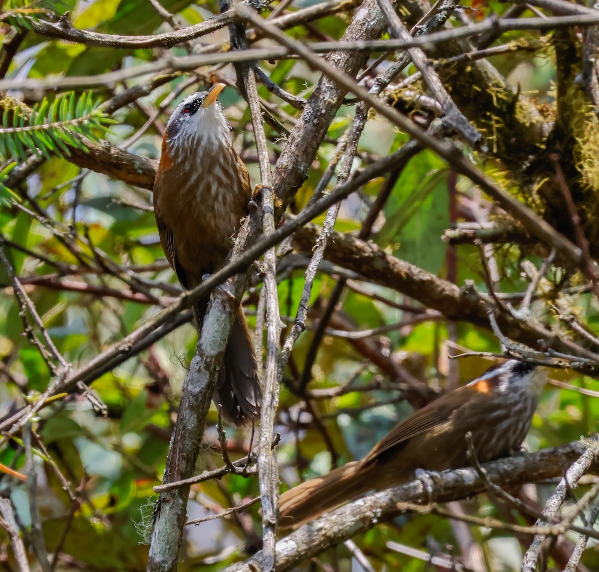 Streak-breasted Scimitar-Babbler - ML619548196