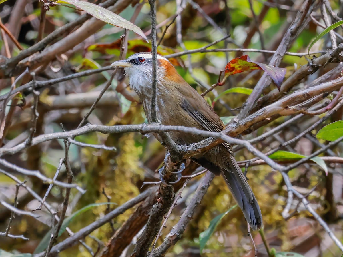 Streak-breasted Scimitar-Babbler - Peter Crosson