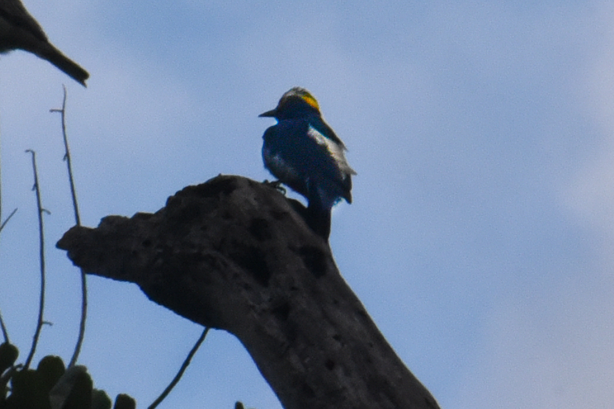 Yellow-tufted Woodpecker - Ricardo Gómez Samaniego