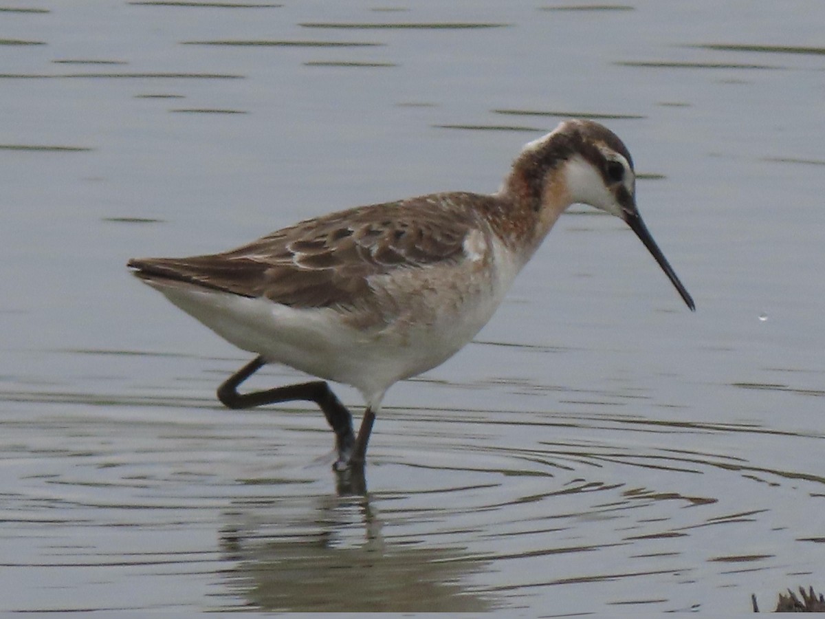 Wilson's Phalarope - Edana Salisbury