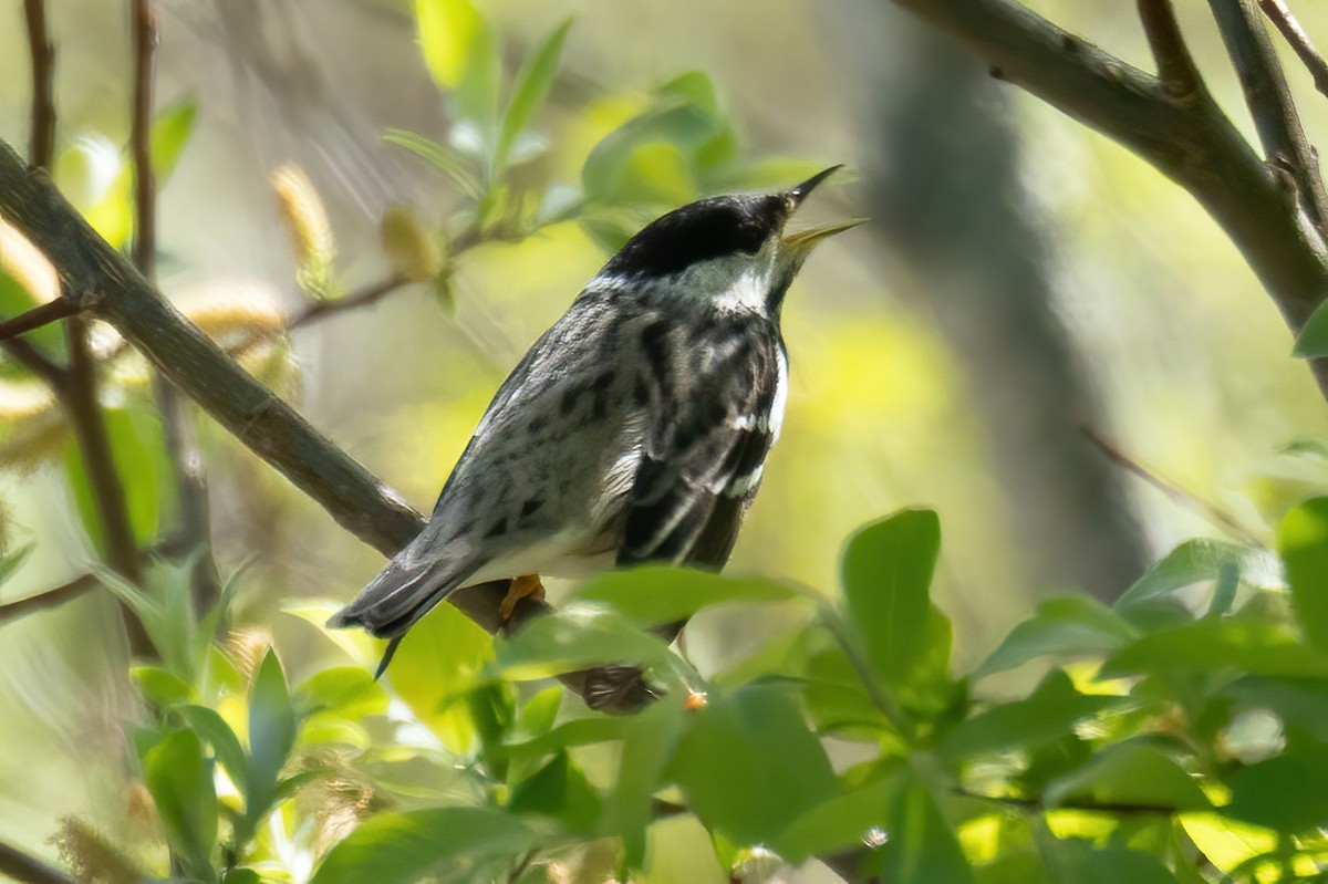 Blackpoll Warbler - Mitch (Michel) Doucet