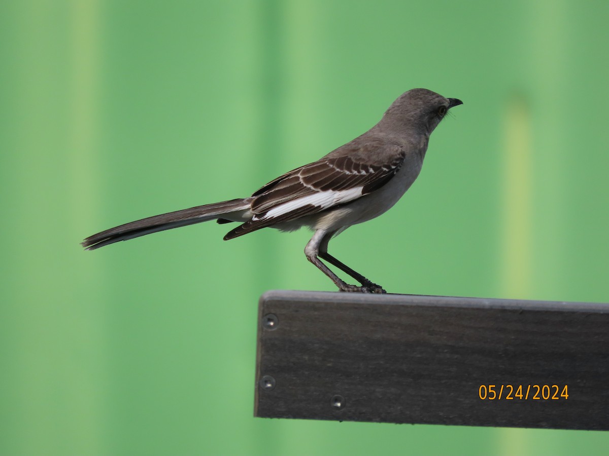 Northern Mockingbird - Susan Leake