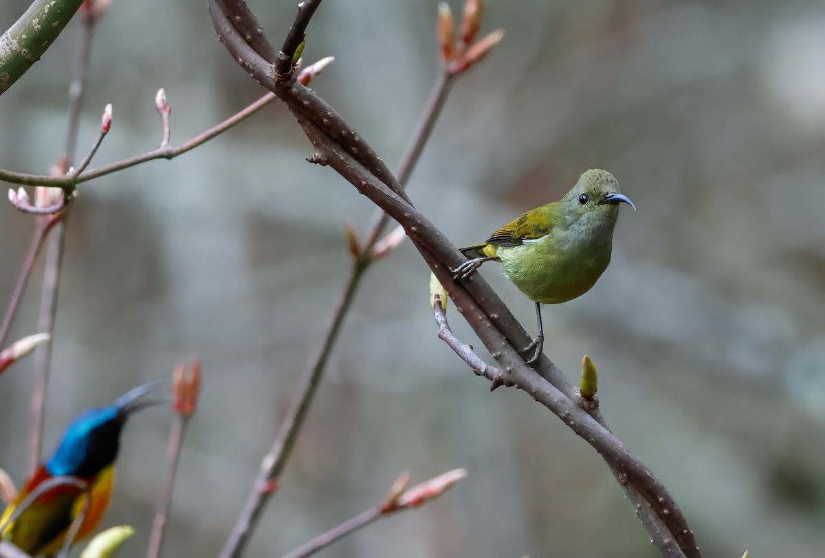Green-tailed Sunbird - Peter Crosson