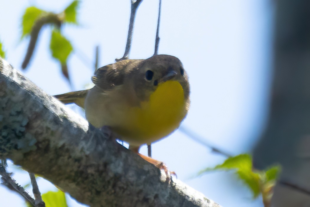 Common Yellowthroat - Mitch (Michel) Doucet