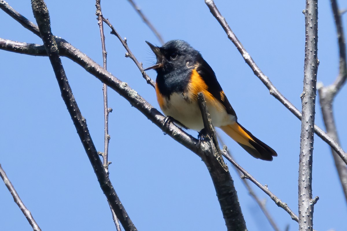 American Redstart - Mitch (Michel) Doucet