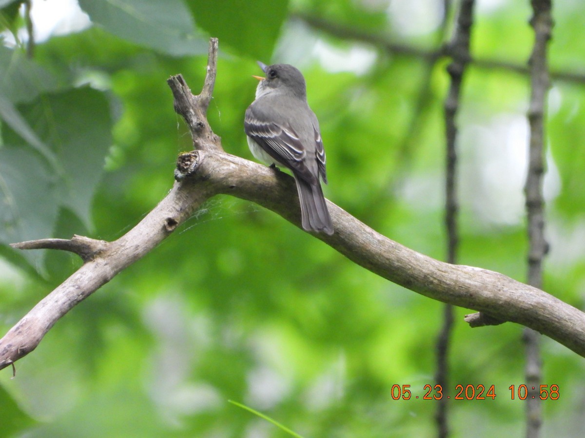 Eastern Wood-Pewee - Richard DeMartino