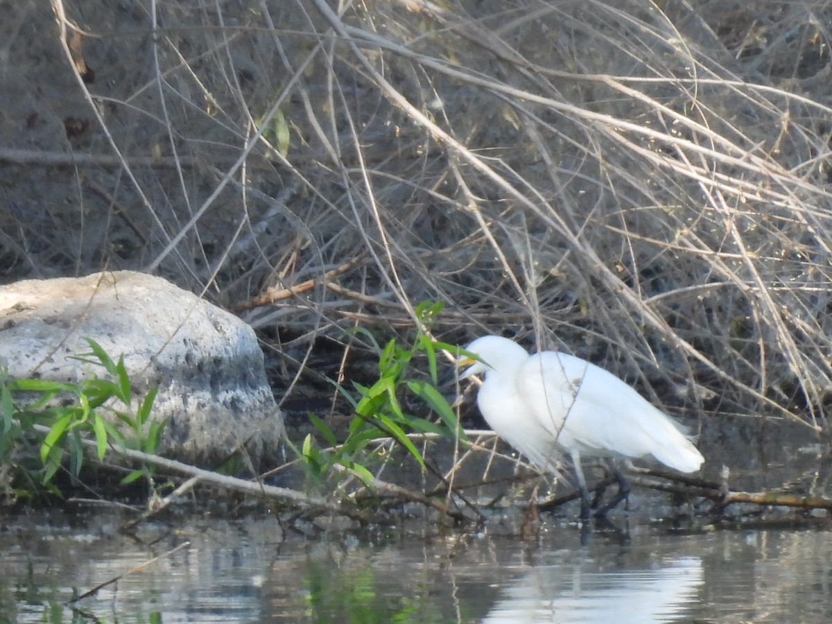 Snowy Egret - ML619548217