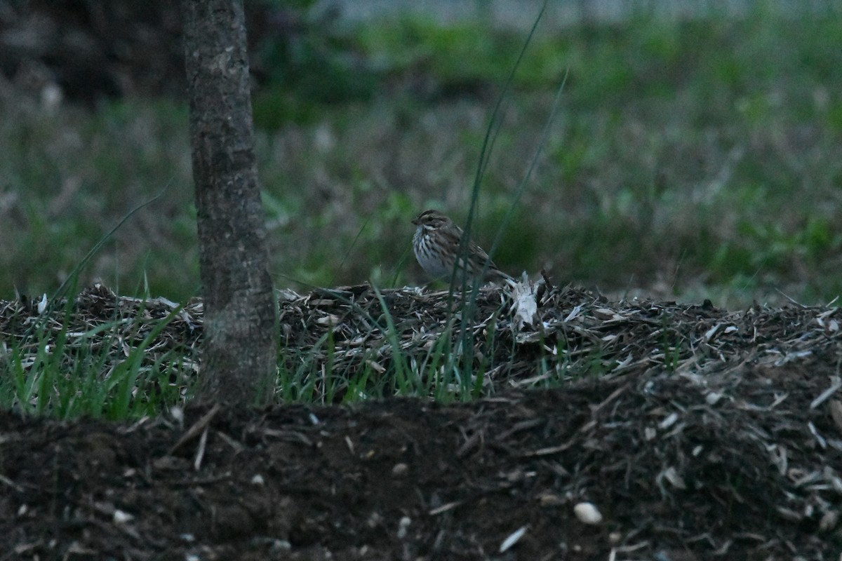 Savannah Sparrow - Kyle Gardiner