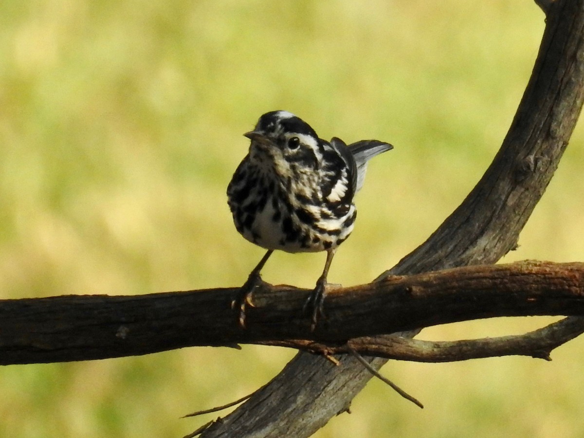 Black-and-white Warbler - Wendi Leonard