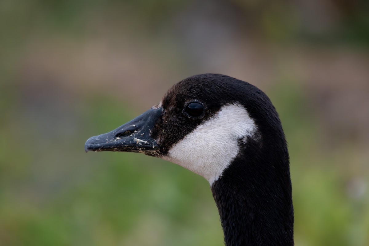 Canada Goose - Daniel Pankey