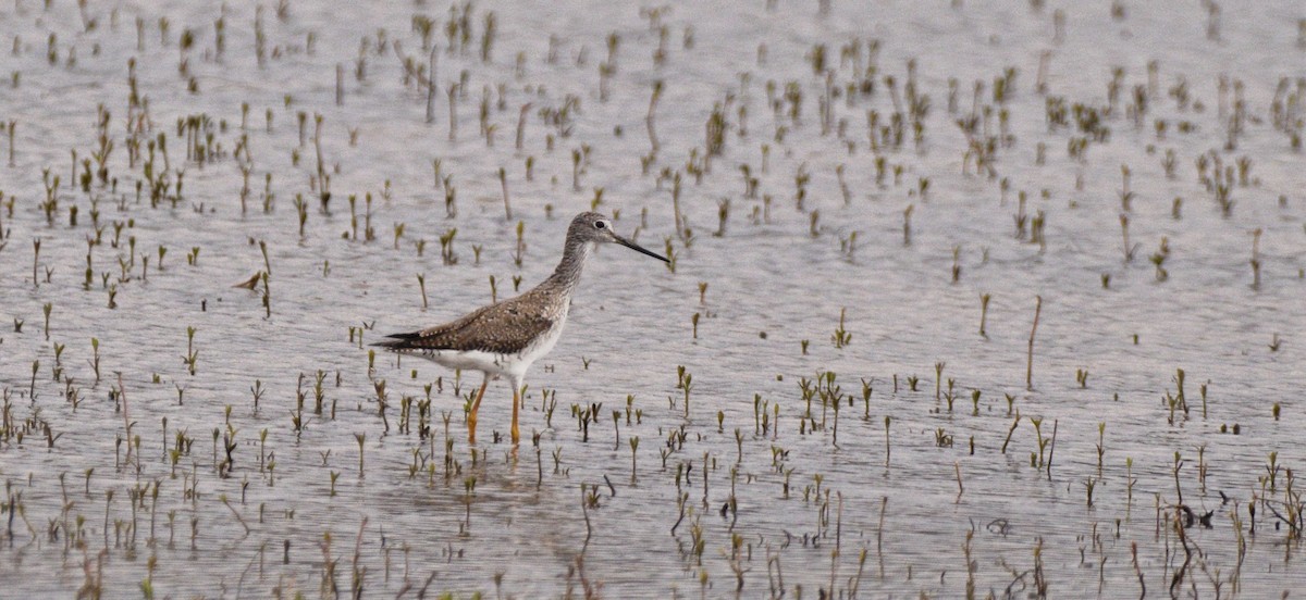 Greater Yellowlegs - Ailes and Dodson